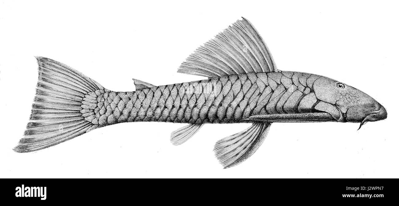 Chaetostoma marginatum è una specie di pesce gatto d'acqua dolce che si trova in Sud America. È riconosciuto per il suo aspetto unico ed è spesso studiato all'interno della famiglia dei Loricariidae, che comprende varie specie note per i loro corpi corazzati e le abitudini di alimentazione bentoniche. Foto Stock