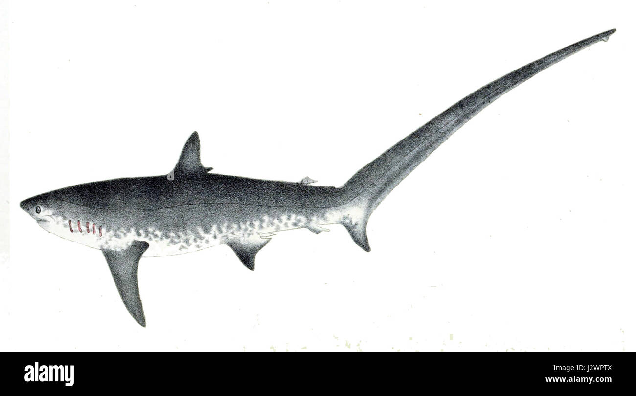 Alopias vulpinus Foto Stock