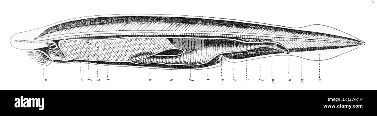 Branchiostoma lanceolatum, come descritto da Gervais, è una specie di lancelet, nota per il suo significato nello studio dei primi cordati e della biologia evolutiva. Foto Stock