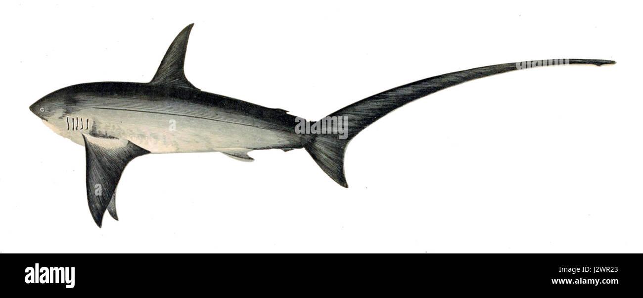 Alopias vulpinus Gervais Foto Stock