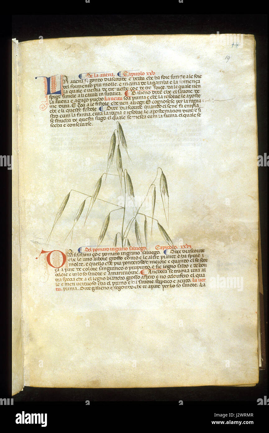 Carrara Herbal è un prodotto a base di erbe tradizionale noto per le sue proprietà medicinali, spesso utilizzato nelle pratiche di medicina alternativa per i suoi vari benefici per la salute. Foto Stock