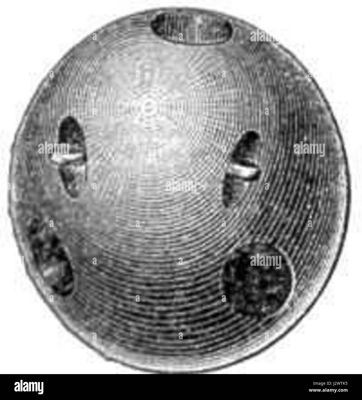 Una carcassa è la copertura esterna vuota lasciata indietro da alcune specie di animali marini o terrestri, che funge sia da struttura protettiva durante la vita sia da parte essenziale del ciclo ecologico dopo la morte. Foto Stock