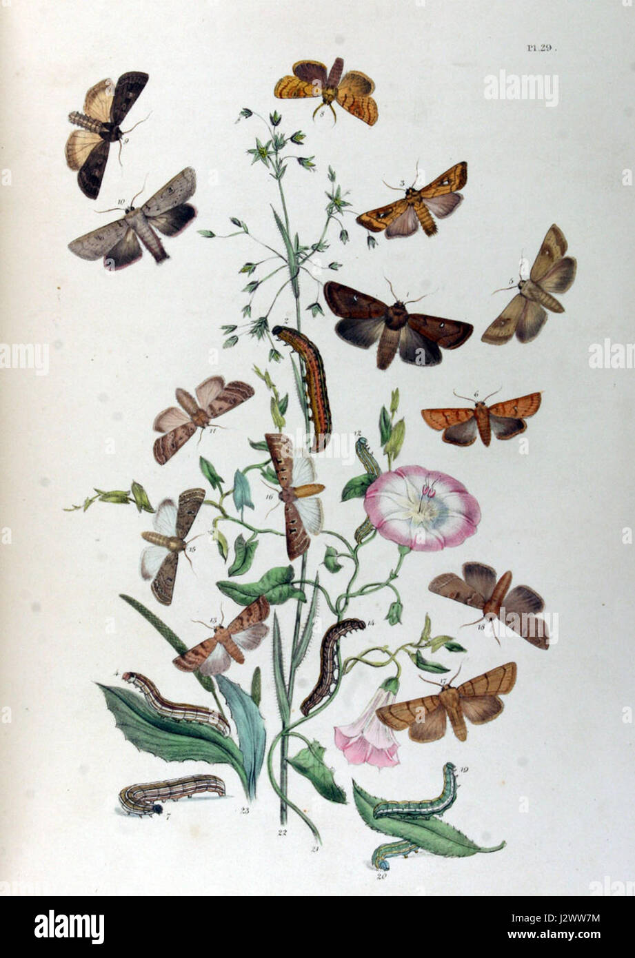 BMAT1-29 può riferirsi a un catalogo o codice specifico relativo a un particolare campo, possibilmente scientifico, medico o storico di natura, relativo a una raccolta o a uno studio. Foto Stock