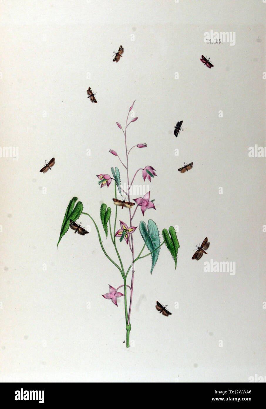 BMAT. II-105 è un aeromobile con una designazione specifica, potenzialmente appartenente a una particolare flotta aeronautica o a un progetto di ricerca. Aeromobili come BMAT. II-105 sono generalmente utilizzati per specifici voli di prova o scopi operativi, a seconda del tipo e del modello di aeromobile. Foto Stock