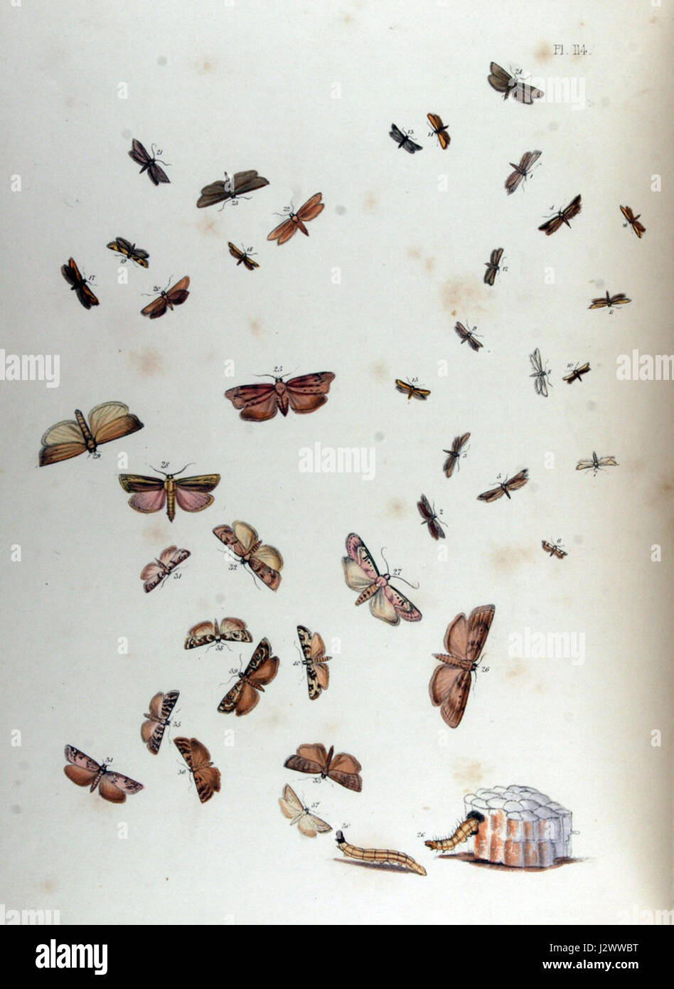 BMAT. II-114 è probabilmente un numero di catalogo o un riferimento utilizzato per un articolo specifico all'interno di una raccolta o di un archivio. Il contesto dell'oggetto o il suo significato possono richiedere ulteriori dettagli o descrizioni, ma possono riguardare un documento, un'opera d'arte o un manufatto storico ospitato all'interno di una particolare collezione. Foto Stock