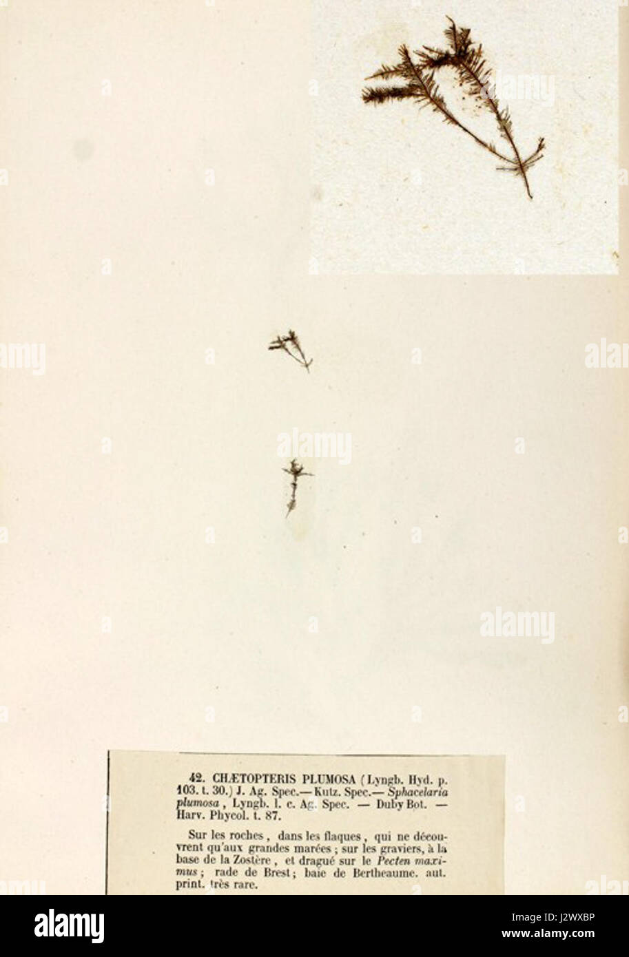 Chaetopteris plumosa, conosciuto come il verme piuma, è una specie di riccioli marini. Si distingue per la sua struttura piuma simile a quella di un pennacchio utilizzata per l'alimentazione dei filtri in ambienti marini. Foto Stock