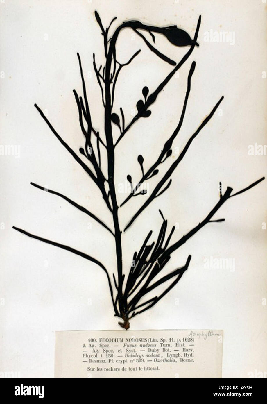 L'Ascophyllum nodosum è un tipo di alghe che si trovano nell'Atlantico settentrionale. Svolge un ruolo negli ecosistemi marini ed è utilizzato in varie industrie per le sue proprietà nutrizionali e medicinali. Foto Stock