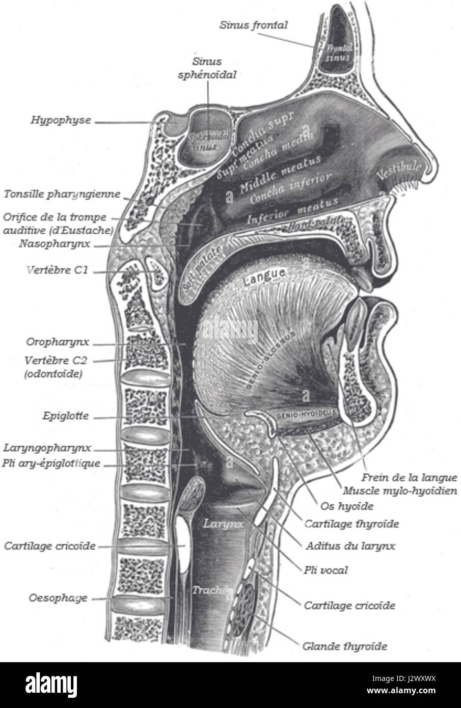 Anatomie bouche Foto Stock