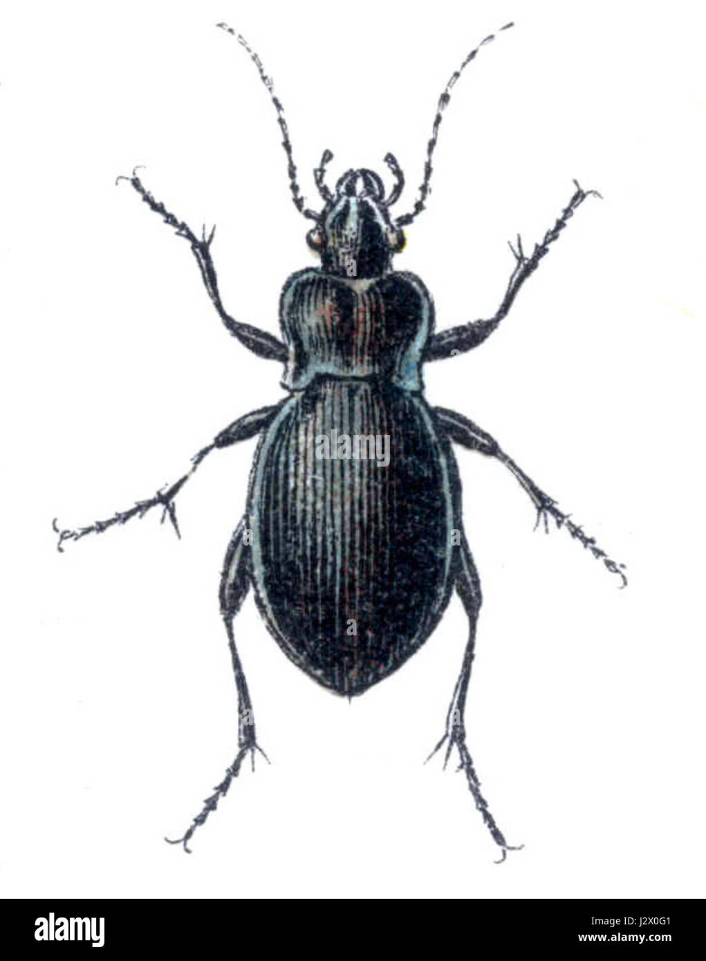 Carabus convxus è una specie di coleottero terrestre che si trova in varie regioni. È noto per la sua forma convessa del corpo e per il suo ruolo nel controllo delle popolazioni di parassiti in ambienti naturali. Foto Stock