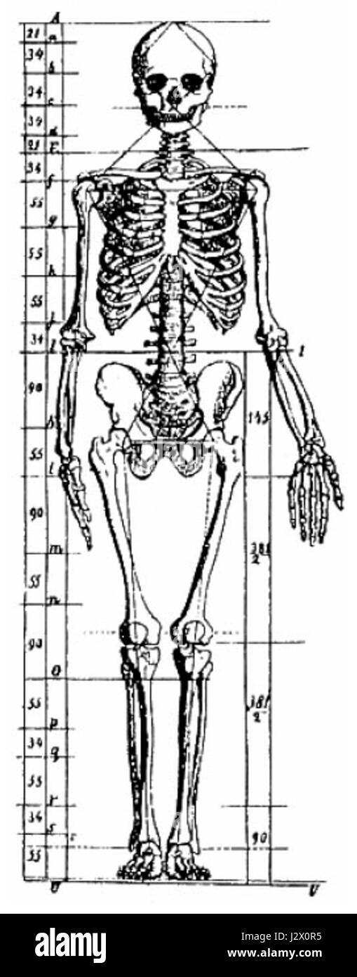 "Anatomie" di Zeising esplora lo studio dell'anatomia umana, concentrandosi sulla struttura e la funzione del corpo umano, pubblicato nel XIX secolo. Foto Stock