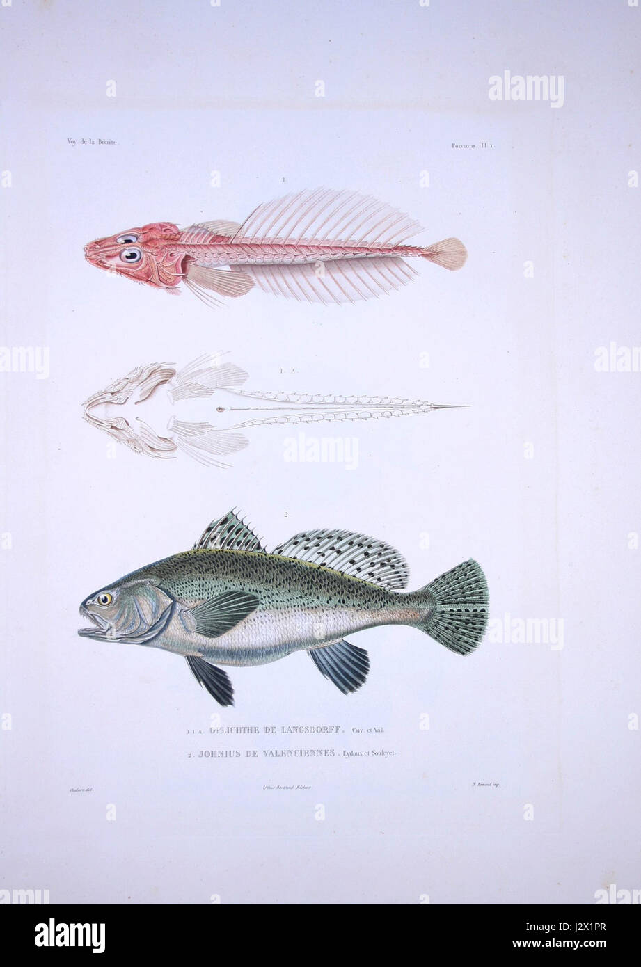 Questa è un'illustrazione del pesce Bonito, raffigurato come parte di una collezione di specie ittiche. Bonito, nota per la sua velocità e il suo corpo elegante, si trova comunemente nelle calde acque oceaniche, spesso oggetto di studi di biologia marina. Foto Stock