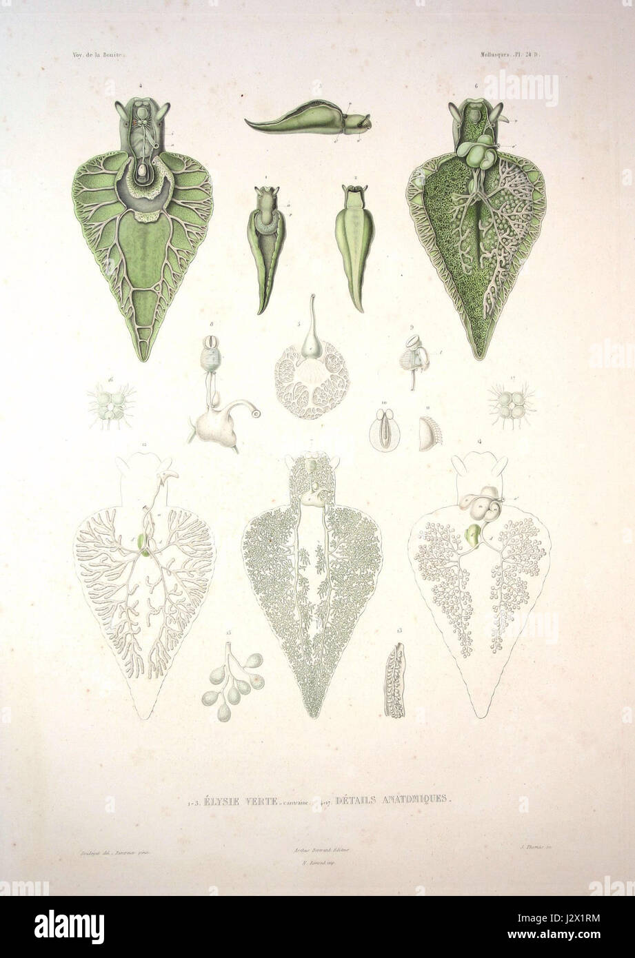 Questo titolo si riferisce a un'illustrazione o pubblicazione scientifica riguardante il Bonite, che è un tipo di mollusco, con la placca 24D che descrive dettagliatamente la specie. Si concentra sulla biologia marina o sulla zoologia dei molluschi. Foto Stock