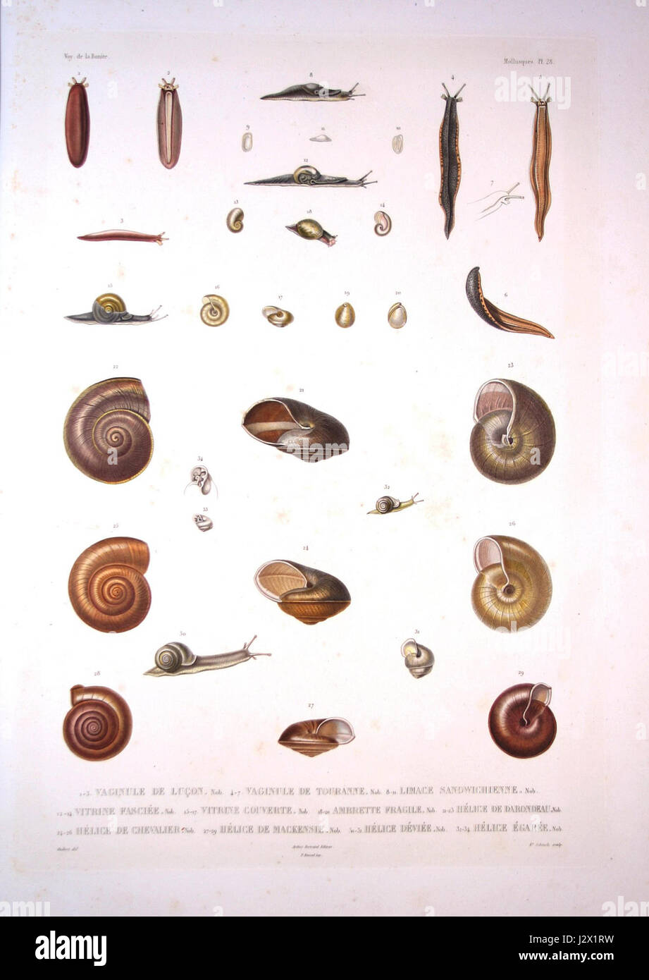 L'illustrazione dei molluschi boniti sulla piastra 2 offre una rappresentazione scientifica dettagliata della vita marina, concentrandosi sui molluschi trovati nella regione di Bonite. L'immagine fa parte di un catalogo di storia naturale della fine del XIX secolo. Foto Stock