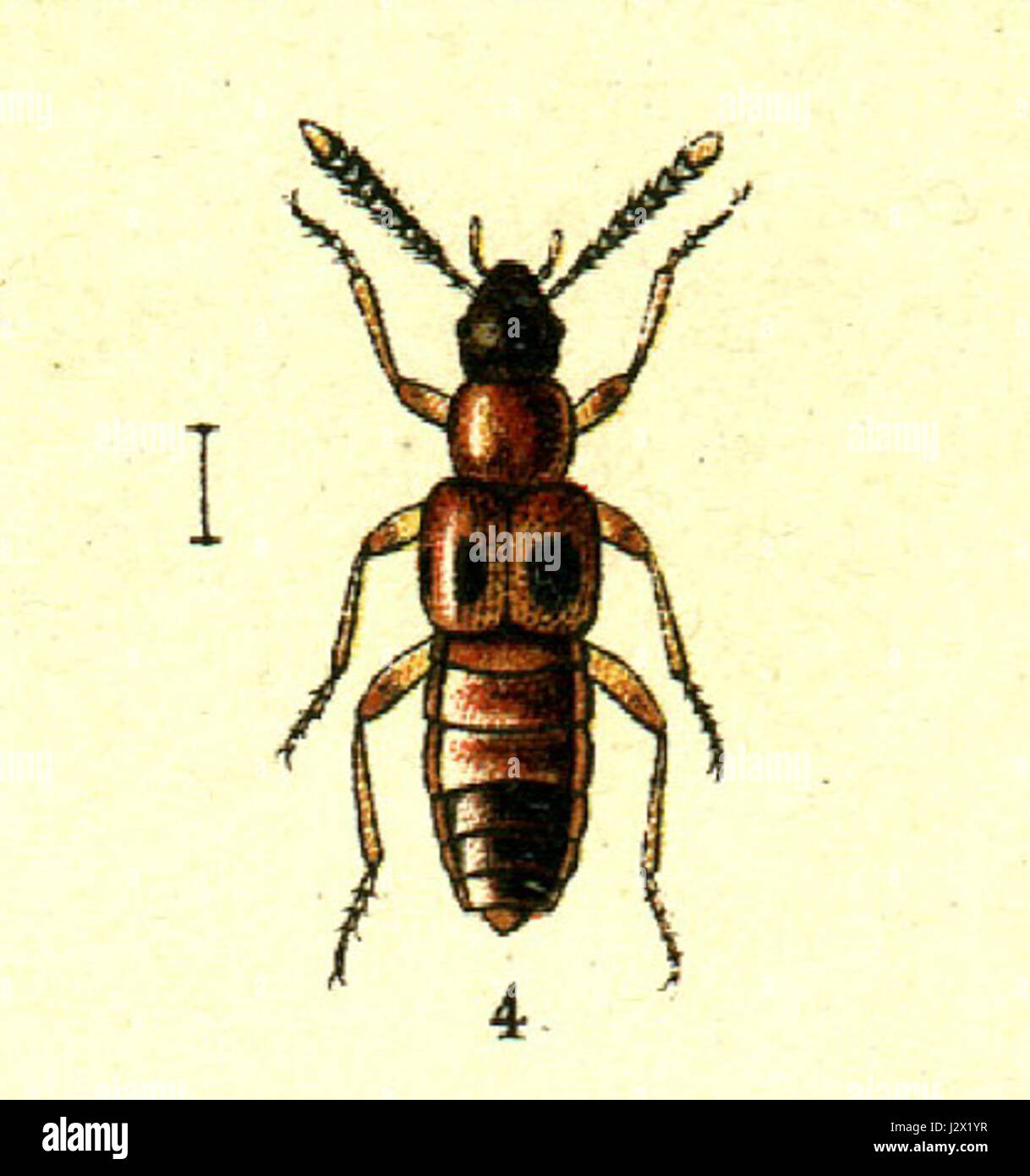 Bolitochara lunulata è una specie di coleottero della famiglia Cerambycidae. Conosciuta per le sue lunghe antenne e la sua forma corporea caratteristica, abita specifiche regioni boschive, contribuendo alla biodiversità del suo ambiente. Foto Stock