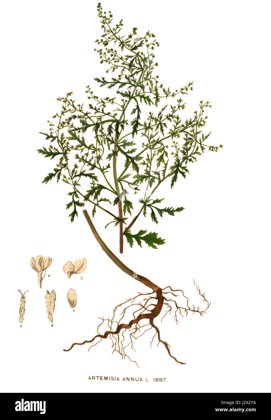 L'Artemisia annua, comunemente nota come legno di verme dolce, è una pianta originaria dell'Asia, ampiamente nota per le sue proprietà medicinali, in particolare nel trattamento della malaria a causa della sua artemisinina composta. Foto Stock