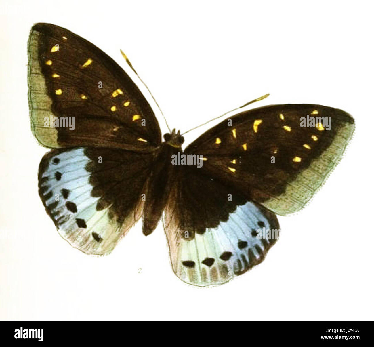 Adolias Dirtea si riferisce a una specie botanica nota per le sue caratteristiche uniche. Questa pianta è studiata per la sua importanza ecologica e per gli usi negli studi sulla flora locale. Foto Stock