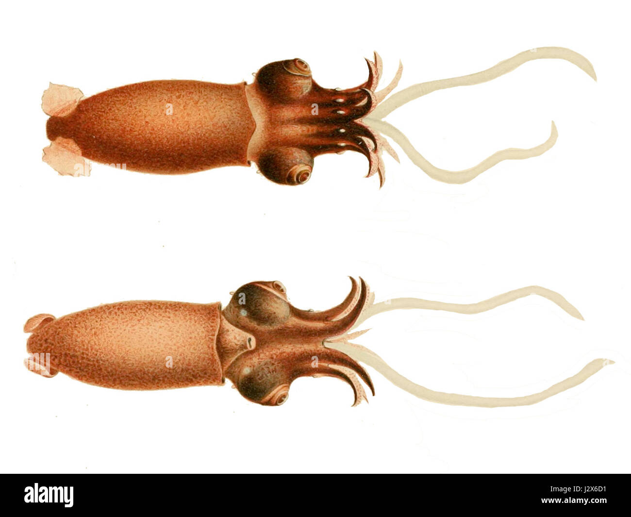 Bathyteuthis abyssicola è una specie di calamari di acque profonde che si trovano a grandi profondità negli oceani del mondo. Conosciuta per le sue caratteristiche peculiari, fa parte dell'ordine Oegopsida, adattata agli ambienti subacquei estremi. Foto Stock