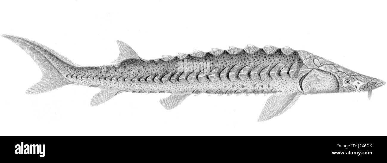 L'Acipenser medirostris, comunemente noto come storione verde, è una specie di storione che si trova nell'Oceano Pacifico. È riconosciuto per la sua lunga durata di vita e per il suo ruolo negli ecosistemi acquatici. Foto Stock