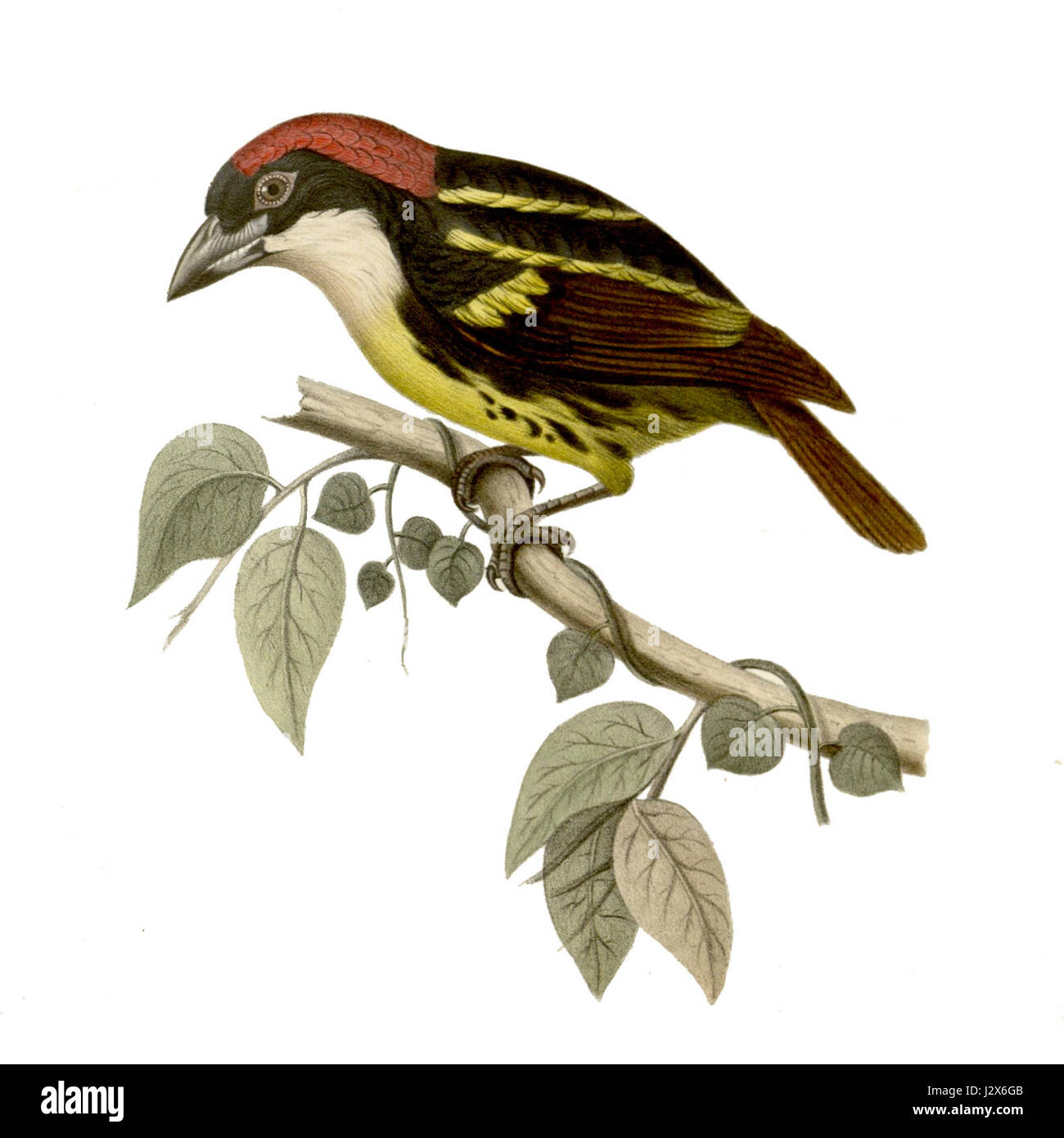 Il Capito quinticolor è una specie di uccello conosciuta per il suo piumaggio colorato. Questo uccello è originario dell'America centrale e meridionale ed è ammirato per i suoi colori vivaci e l'aspetto distintivo. Foto Stock