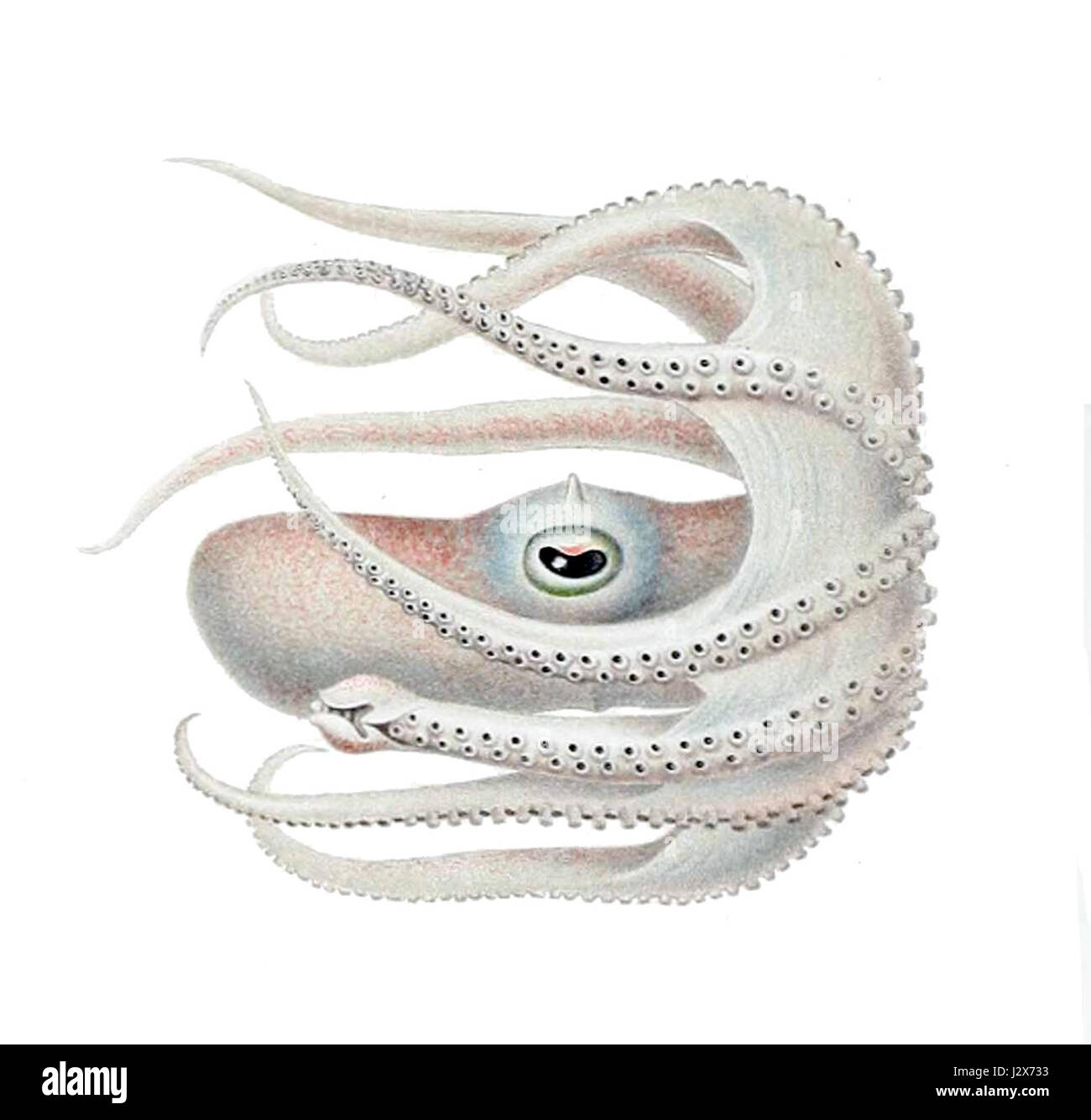 Bathypolypus valdiviae è una specie di cefalopodi che si trova in acque profonde. È conosciuta per le sue caratteristiche uniche e per l'adattamento alla vita negli oceani profondi, contribuendo allo studio della biodiversità marina. Foto Stock