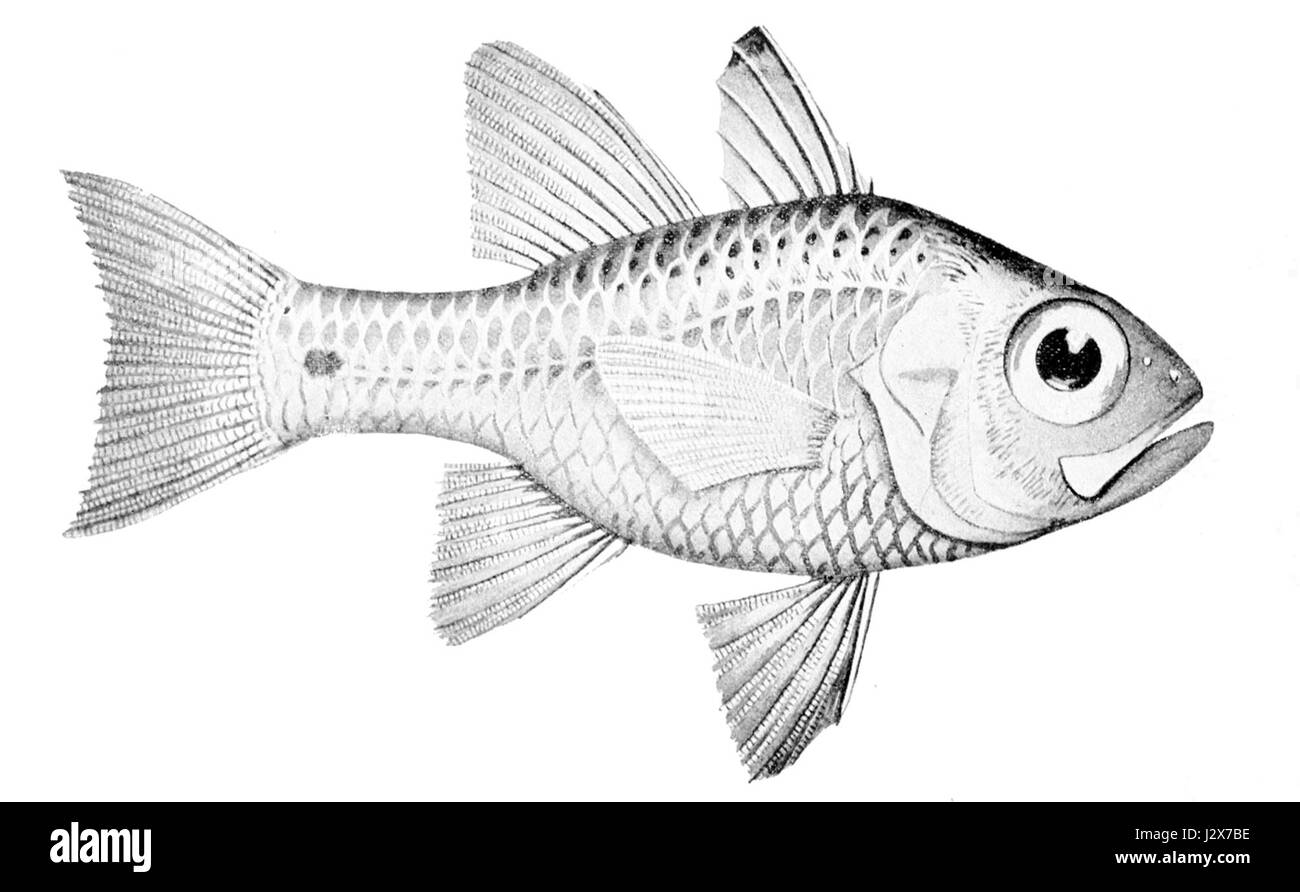 L'Apogon norfolcensis, comunemente noto come il pesce cardinalso di Norfolk, è una specie di pesce che si trova nelle acque intorno all'isola di Norfolk. Conosciuta per i suoi colori vivaci, fa parte della famiglia Apogonidae. Foto Stock