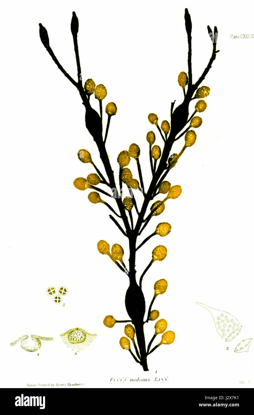 Questa stampa naturale di Henry Bradbury raffigura Ascophyllum nodosum, una specie di alghe comunemente presenti in ambienti marini. La stampa cattura l'intricata struttura e la forma naturale della pianta, offrendo una descrizione dettagliata del suo ruolo ecologico negli ecosistemi costieri. Foto Stock