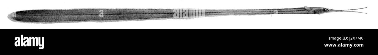 Avocettina infans è una specie di uccello wader, noto per il suo caratteristico becco rovesciato lungo. Si trova nelle regioni costiere ed è nota per le sue abitudini alimentari e i modelli migratori. Foto Stock