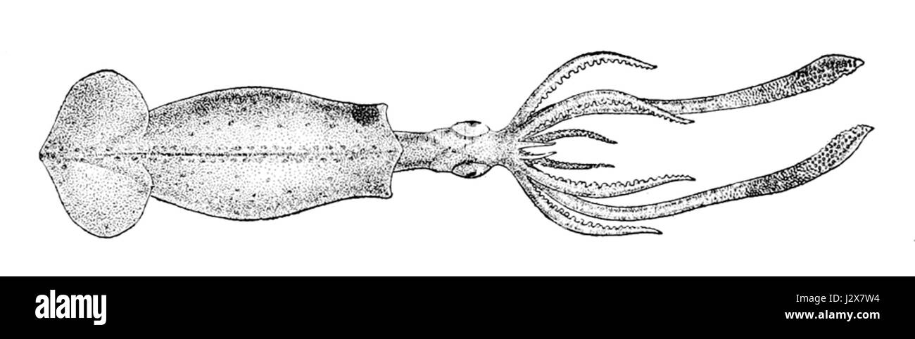 *Brachioteuthis riisei* si riferisce ad una specie di calamari, che potrebbe descrivere le caratteristiche o il comportamento di questo cefalopode di acque profonde. Foto Stock