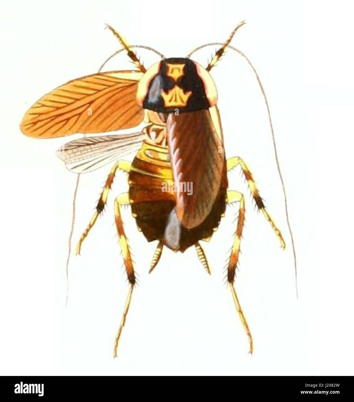 Questa immagine raffigura la specie Anallacta brachyptera, un insetto appartenente alla famiglia Apidae. La specie è riconosciuta per le sue caratteristiche peculiari, comprese le ali e la struttura del corpo, e fa parte del gruppo delle api e delle vespe. Foto Stock