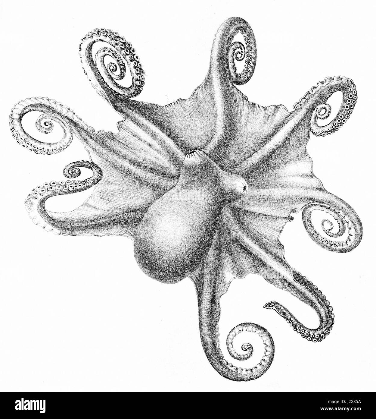 Benthoctopus levis è una specie di polpo descritta per la prima volta nel 1867. Si trova in ambienti di acque profonde e noto per le sue caratteristiche peculiari e adattamenti all'habitat marino. Foto Stock