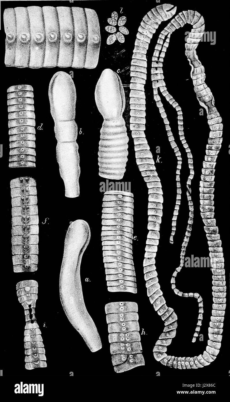 Bothriocephalus latus1 Foto Stock