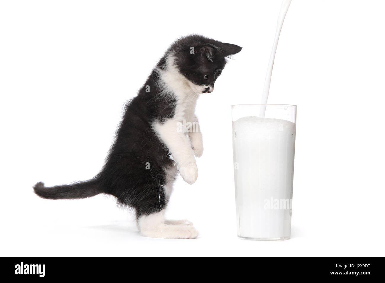 Adorabili gattini guardando il latte versare in un bicchiere Foto Stock