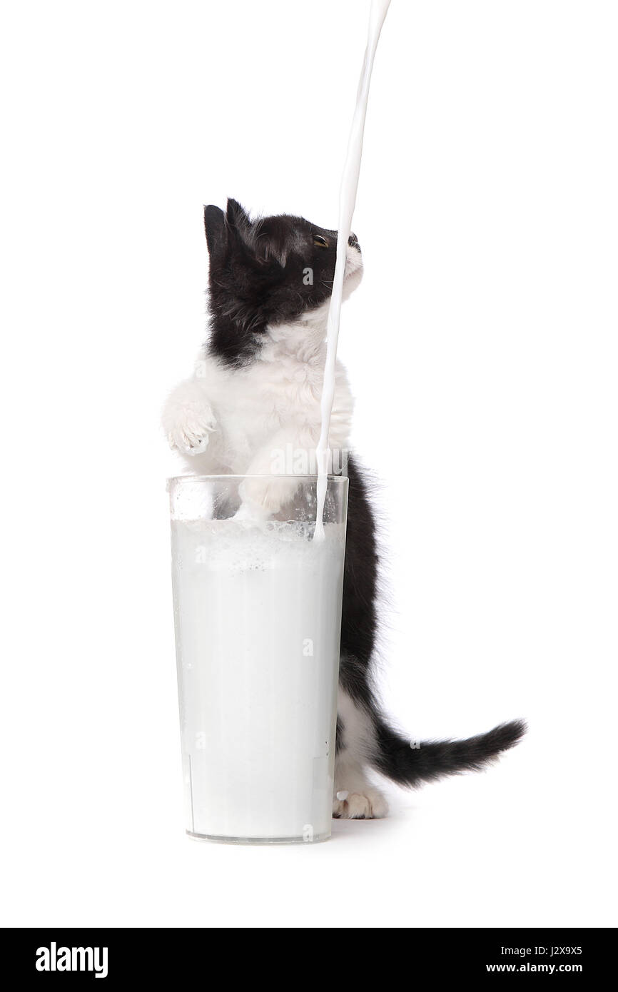 Adorabili gattini guardando il latte versare in un bicchiere Foto Stock