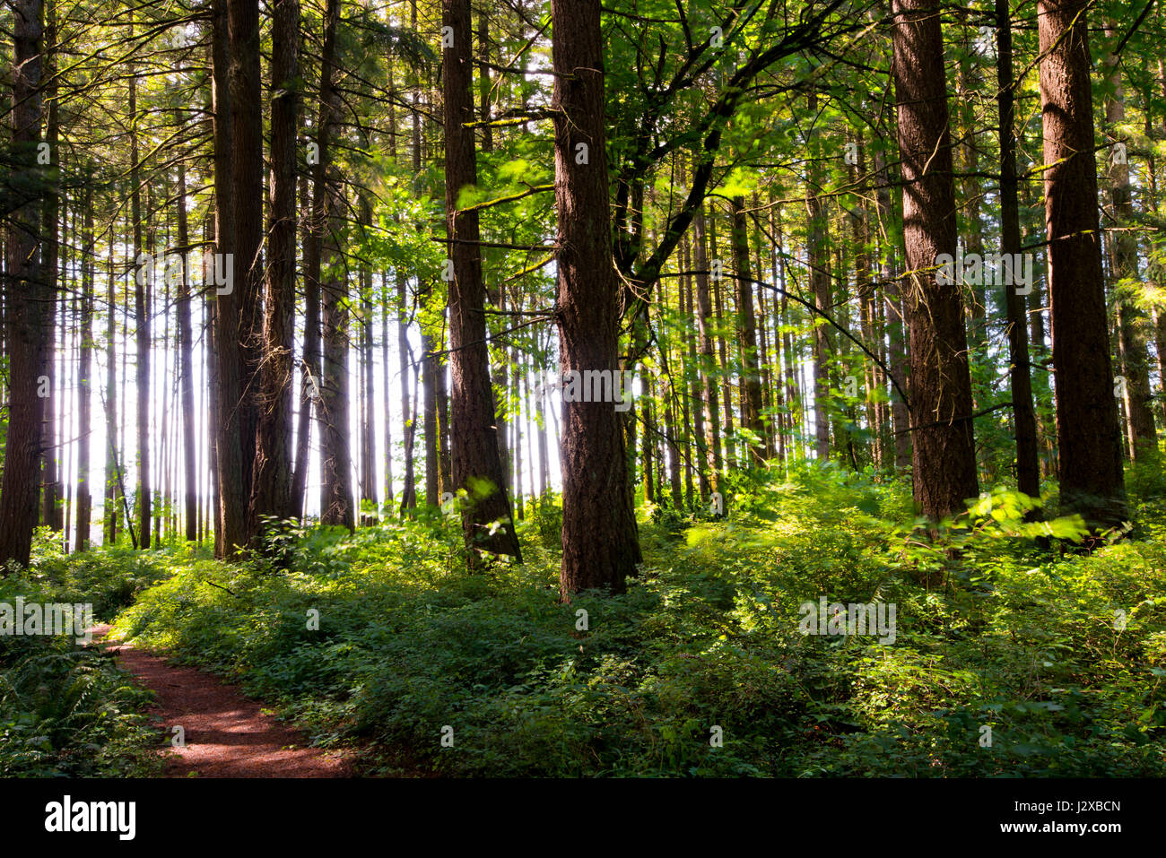 Percorso in un verde bosco ombroso di boccole e spessore di tronchi di  alberi illuminata con la luce dalla luce brillante edge Foto stock - Alamy