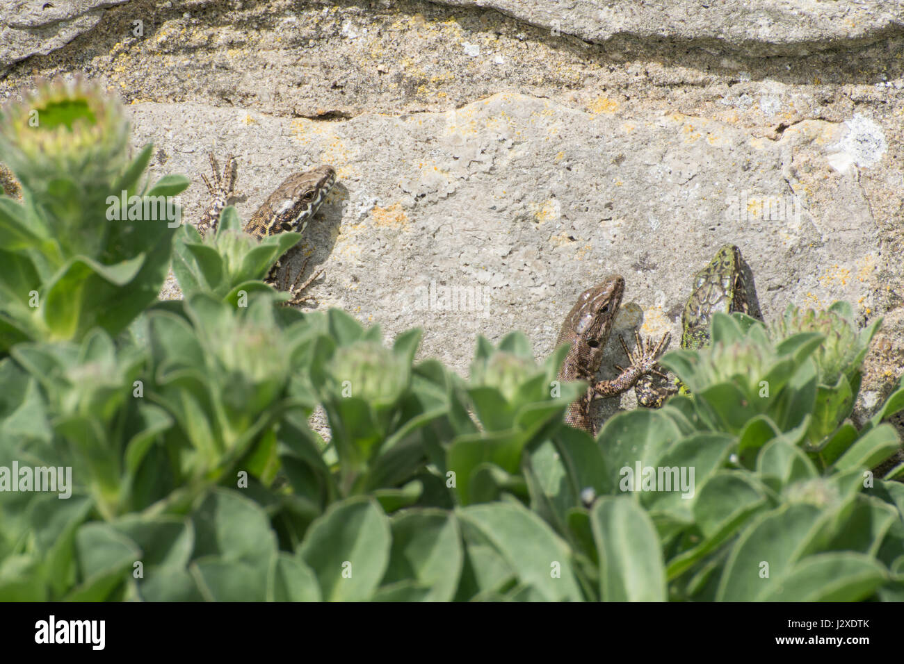Tre lucertole della parete (Podarcis muralis), un non-nativo specie di rettili - membri di una colonia introdotto sul Boscombe scogliere nel Dorset, Regno Unito Foto Stock