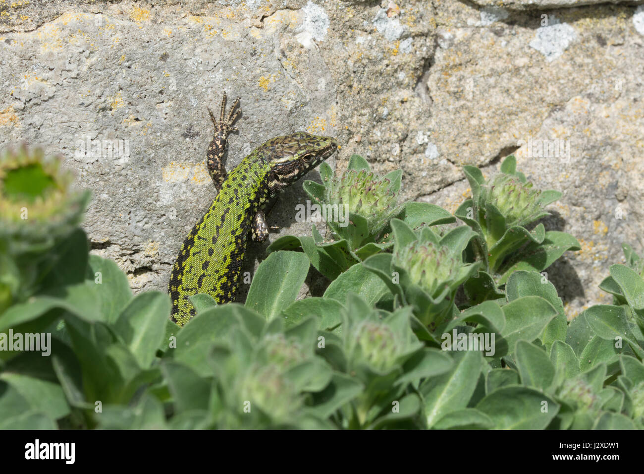 Maschio di lucertola muraiola (Podarcis muralis), un non-nativo specie di rettili - membro di una colonia introdotto sul Boscombe scogliere nel Dorset, Regno Unito Foto Stock