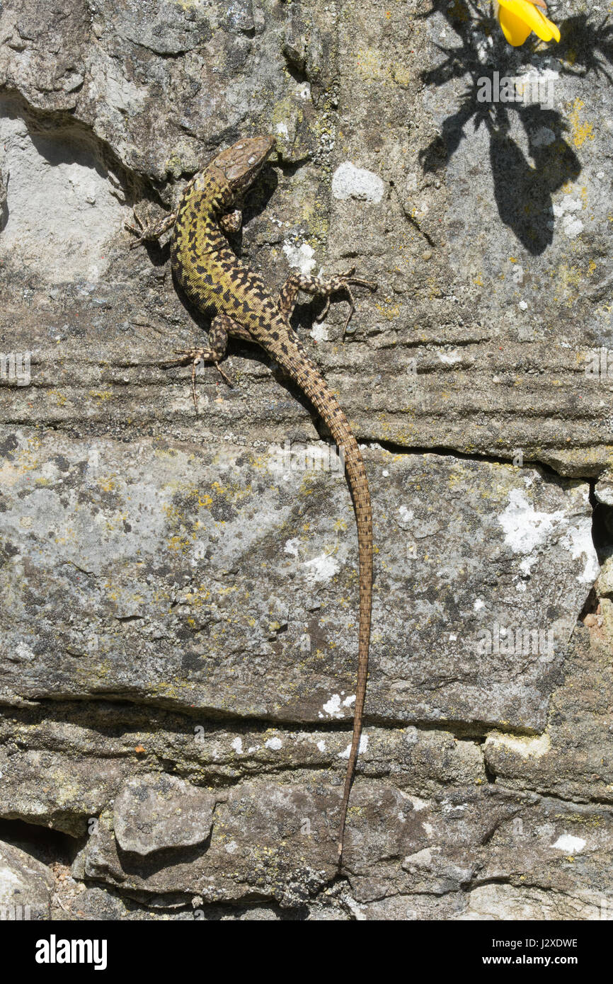 Lucertola muraiola (Podarcis muralis), un non-nativo specie di rettili - membro di una colonia introdotto sul Boscombe scogliere nel Dorset, Regno Unito Foto Stock