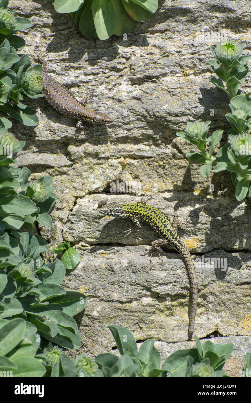 Maschio e femmina di lucertole della parete (Podarcis muralis), un non-nativo specie di rettili - membri di una colonia introdotto sul Boscombe scogliere nel Dorset, Regno Unito Foto Stock