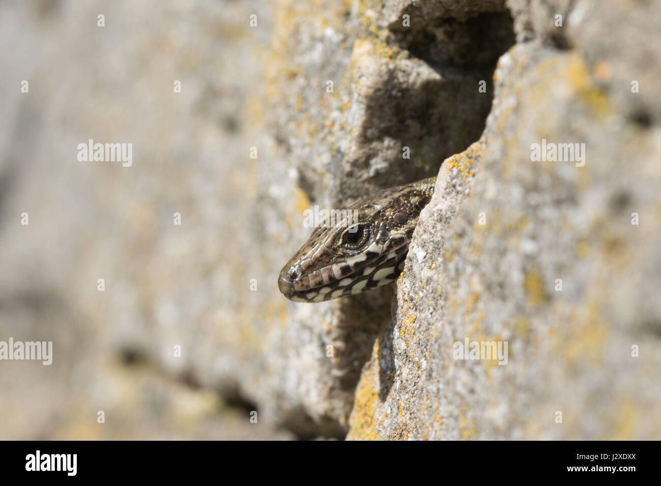 Lucertola muraiola (Podarcis muralis), un non-nativo specie di rettili, sbirciando al di fuori di un foro in un muro, in Boscombe scogliere nel Dorset, Regno Unito Foto Stock