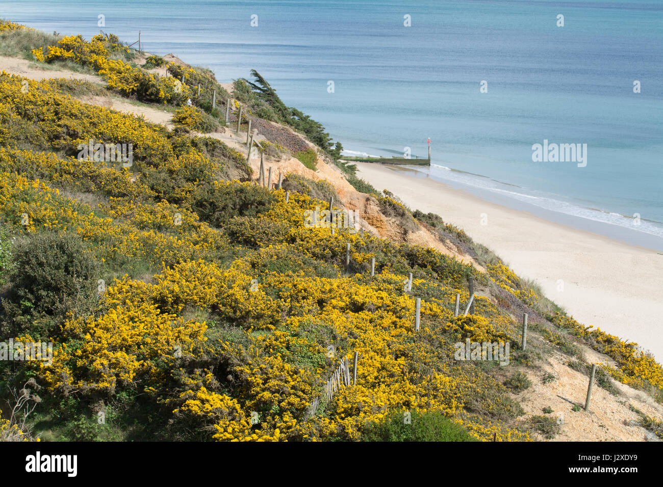 Paesaggio scogliera a Boscombe vicino a Bournemouth in Dorset, Regno Unito, coperto con colorate ginestre fiorite boccole Foto Stock