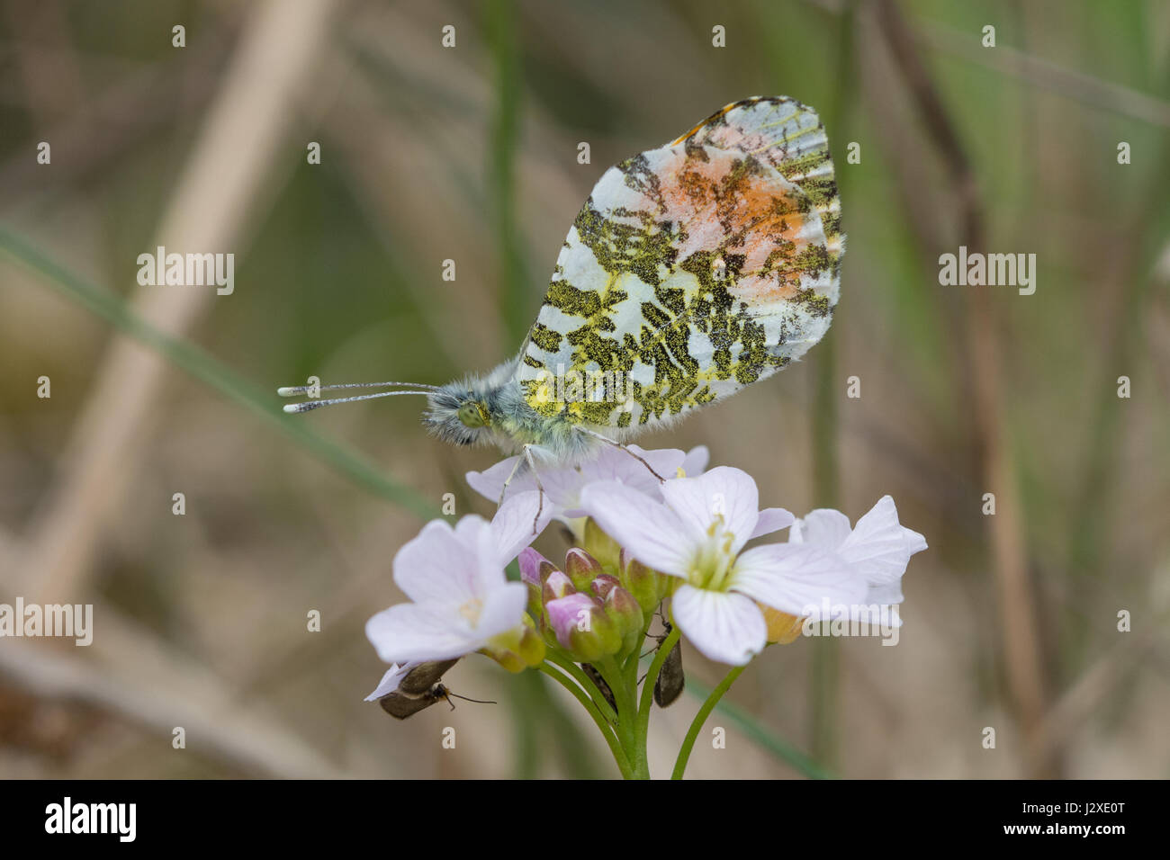 Arancio maschio-punta butterfly (Anthocharis cardamines) nectaring su cuckooflower (noto anche come lady's smock, cardamine pratensis) Foto Stock