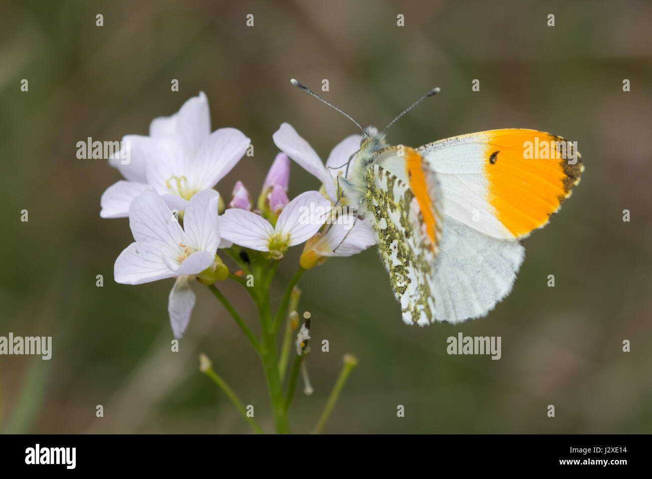 Arancio maschio-punta butterfly (Anthocharis cardamines) nectaring su cuckooflower (noto anche come lady's smock, cardamine pratensis) Foto Stock