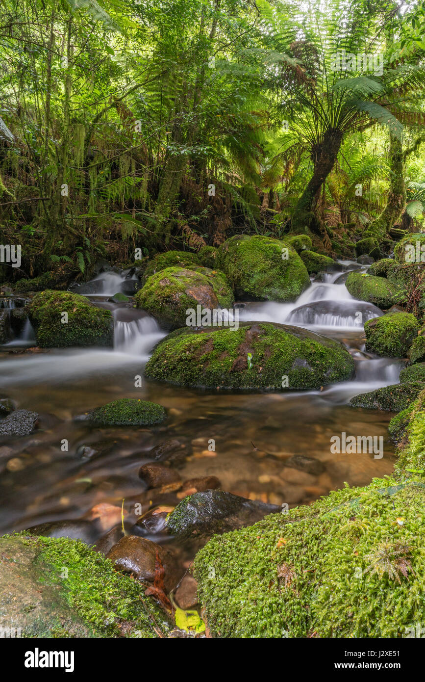Una lunga esposizione di una piccola cascata, con un aspetto satinato, circondato da una lussureggiante vegetazione e le rocce coperte di muschio. Galleria della foresta pluviale, Victoria, Australi Foto Stock