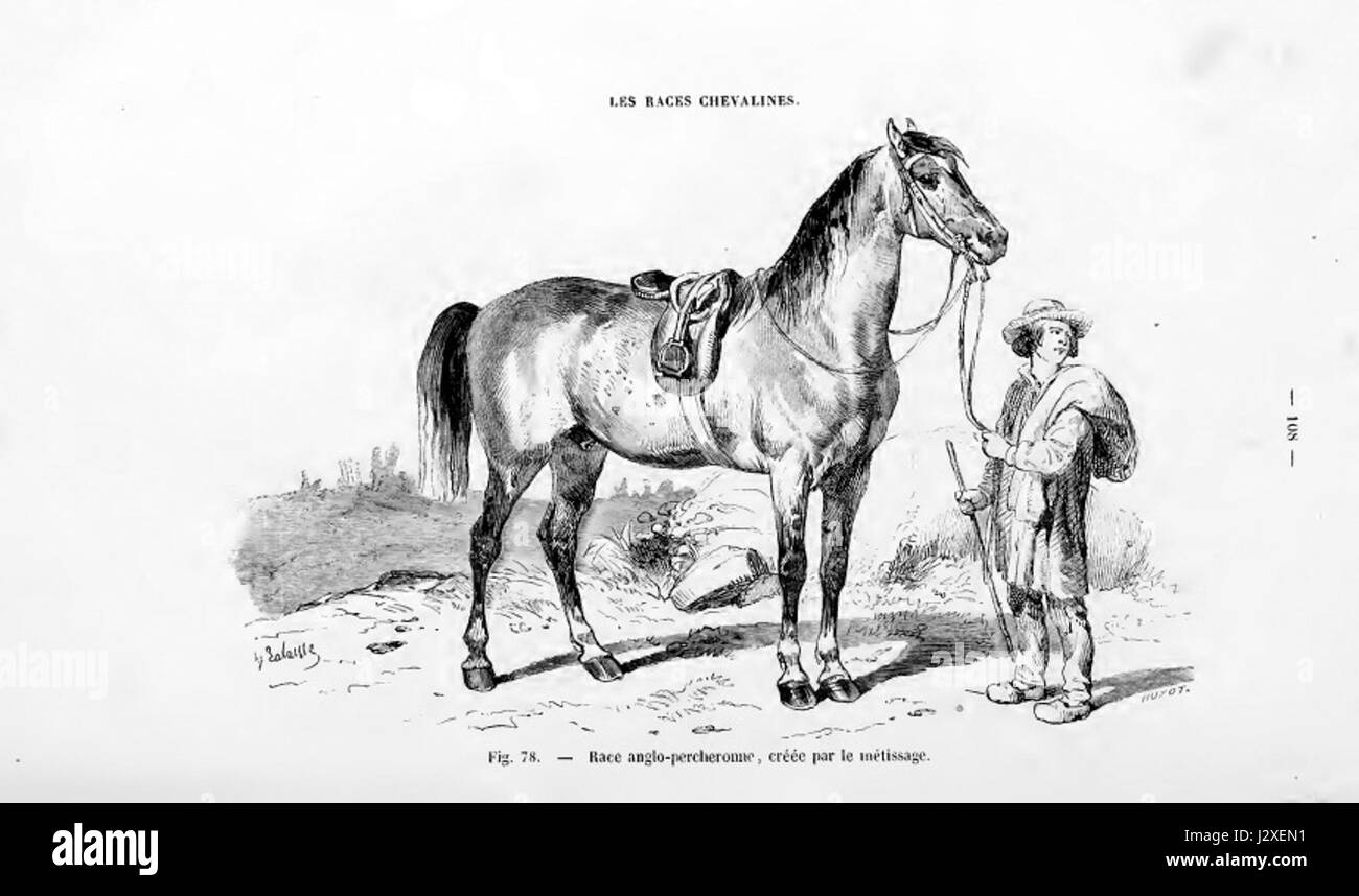 L'Anglo-Percheron è una razza di cavallo da tiro originaria della Francia. È un incrocio tra la razza Percheron e i cavalli inglesi, rinomati per la sua forza, le dimensioni e la capacità di lavorare in contesti agricoli e industriali. Foto Stock