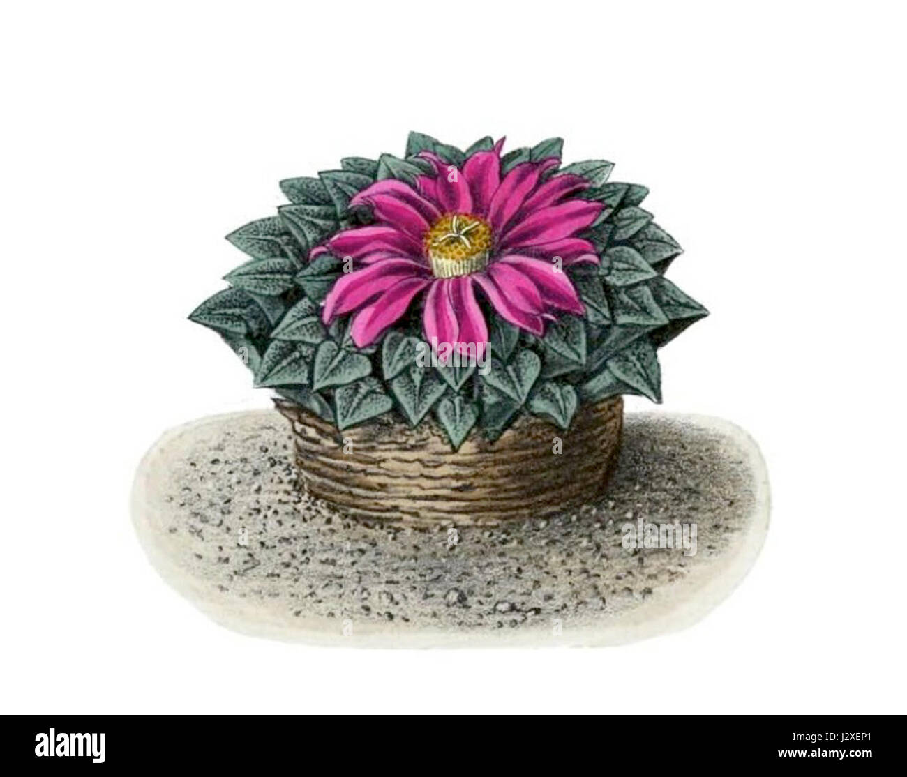 Un'illustrazione botanica della specie di cactus Ariocarpus kotschoubeyanus, che mostra le sue caratteristiche e i suoi dettagli distintivi. L'immagine evidenzia la morfologia unica della pianta e le caratteristiche tipiche del genere Ariocarpus. Foto Stock