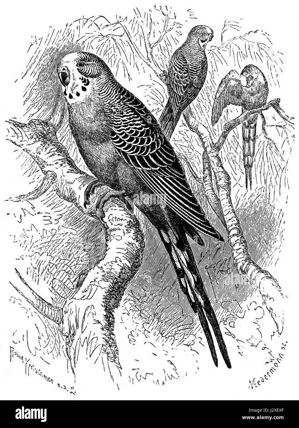 Una sezione della vita degli animali di Brehm, raffigurante il Budgerigar (Wellensittich), una piccola specie di pappagallo nota per i suoi colori vivaci e il comportamento sociale, comunemente trovato come uccello da compagnia. Foto Stock