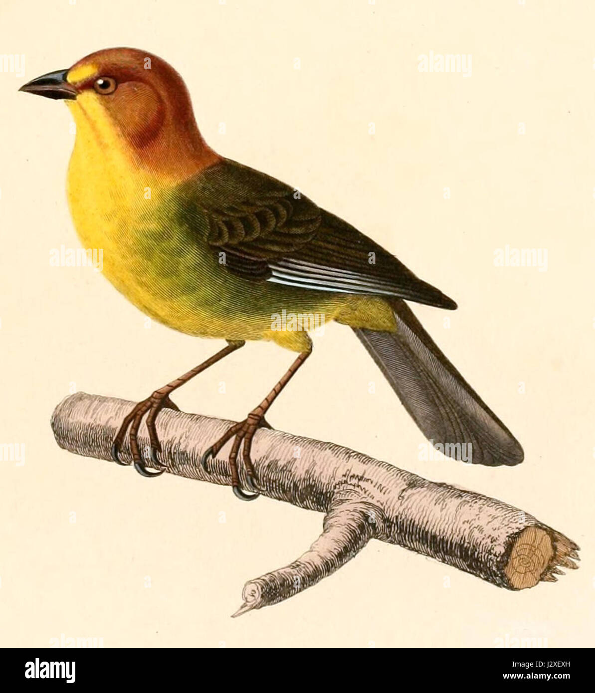 Atlapetes fulviceps, noto anche come Yellow-throated Brush Finch, è una specie descritta nel 1847. Questo uccello è originario di parti del Sud America, caratterizzato dalla sua gola gialla e dalle sue preferenze di habitat. Foto Stock