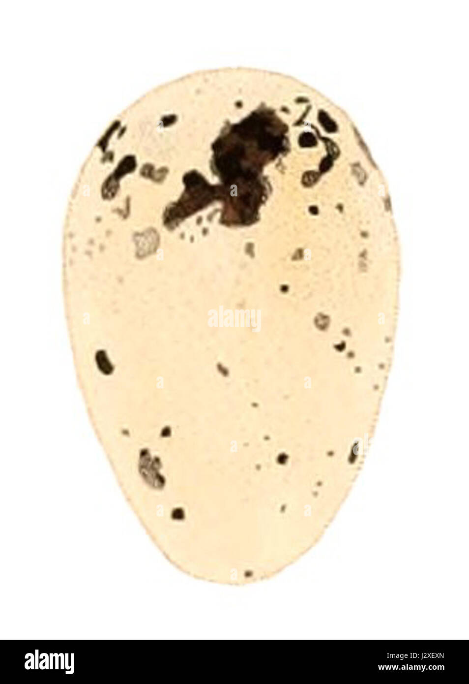 Solitarius Cacicus uovo 1847 Foto Stock