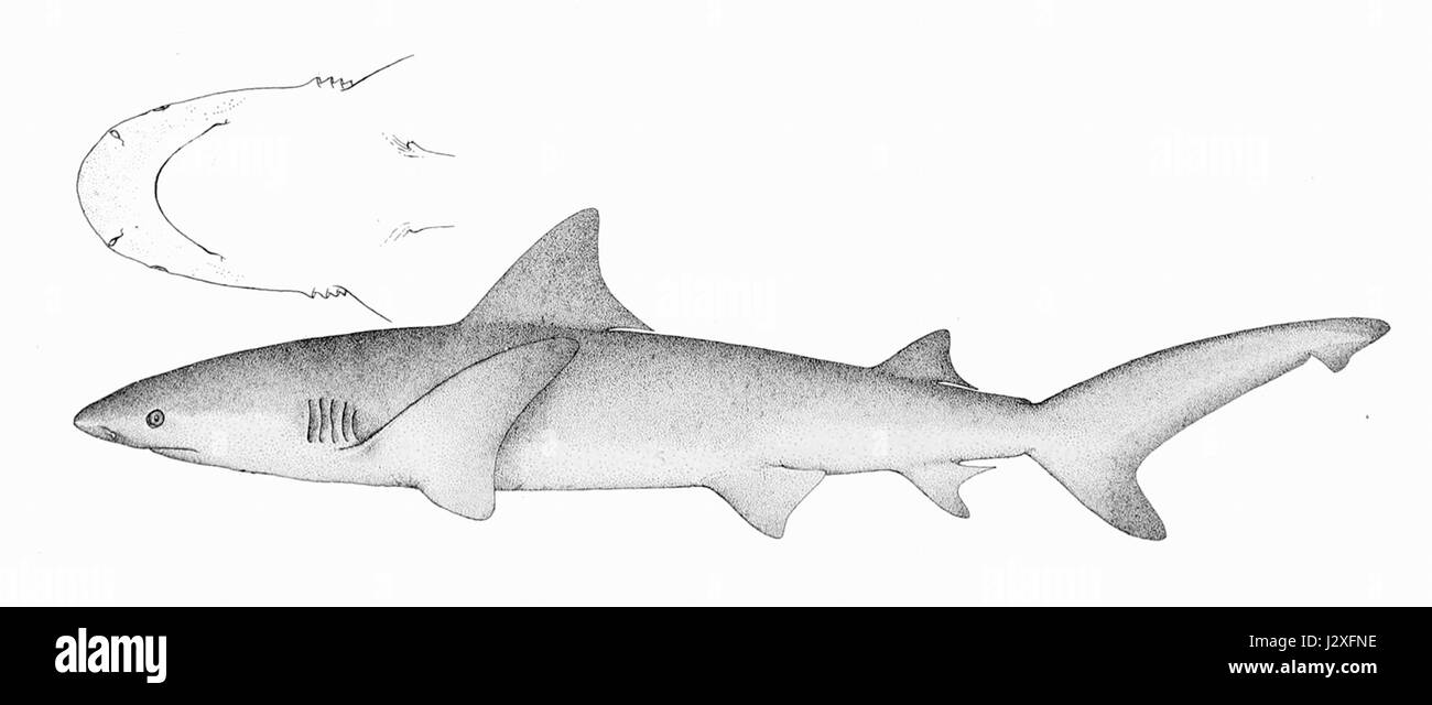 Un'immagine o una descrizione scientifica di Carcharhinus leucas, comunemente noto come squalo toro. Questa specie è nota per la sua adattabilità e la sua presenza in ambienti sia di acqua salata che di acqua dolce. Foto Stock