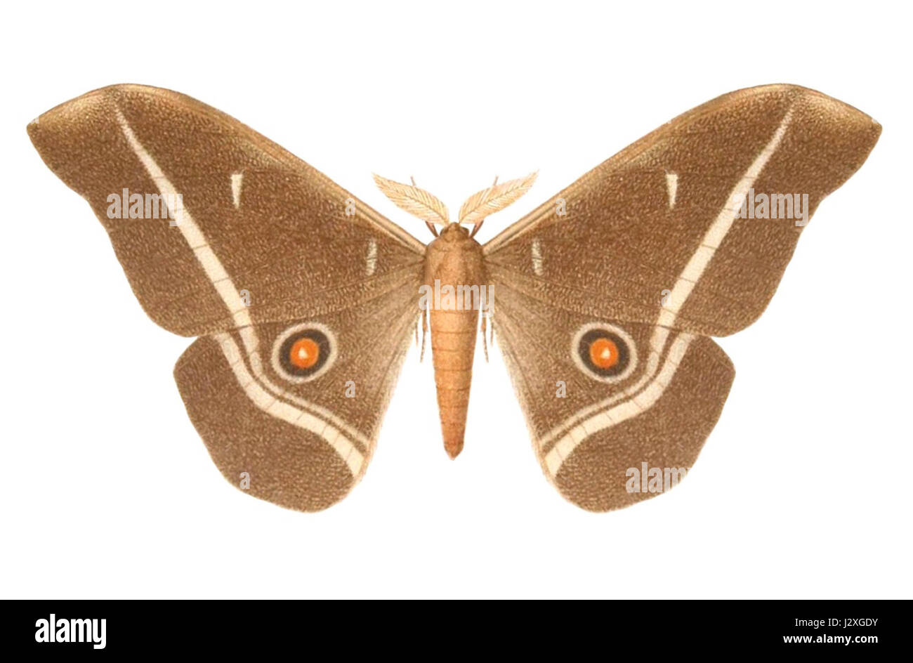 Bunaea tricolor è una specie di falena descritta nel 1895, nota per il suo caratteristico motivo di colore. Questa falena fa parte della famiglia Saturniidae, nota per le sue falene grandi e colorate. Foto Stock